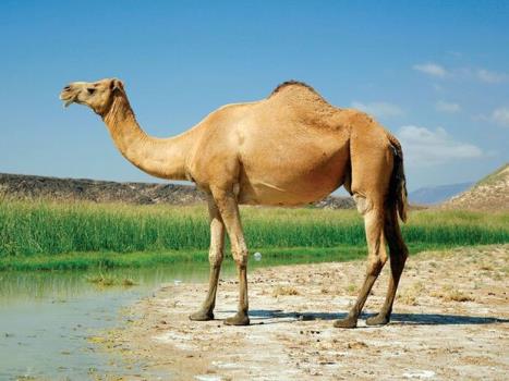 باركد DNA شتر دوكوهانه ایران شناسایی و ثبت گردید
