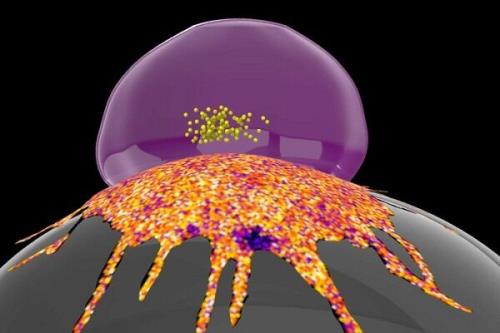راز مقاومت سلول های سرطانی در مقابل سیستم ایمنی کشف شد