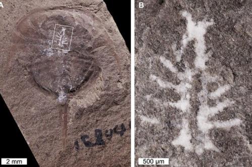 شناسایی فسیل مغز سالم ۳۱۰ میلیون ساله