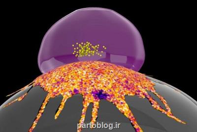 راز مقاومت سلول های سرطانی در مقابل سیستم ایمنی کشف شد