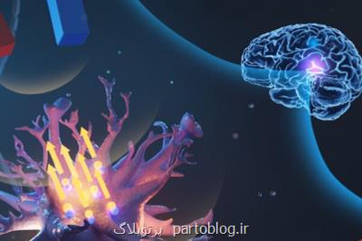 کنترل سلول های منتخب مغز با میکروذرات مغناطیسی