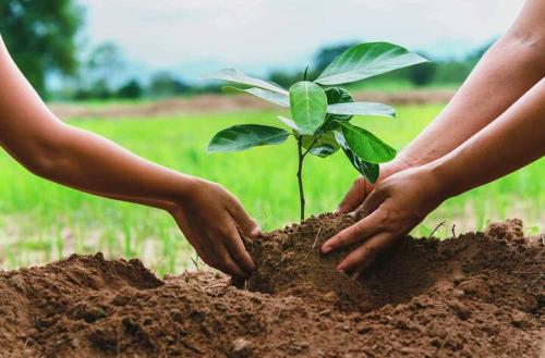 استفاده از ظرفیت دانش بنیان ها برای کاشت یک میلیارد درخت