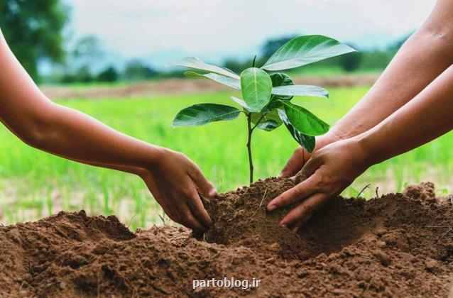 استفاده از ظرفیت دانش بنیان ها برای کاشت یک میلیارد درخت