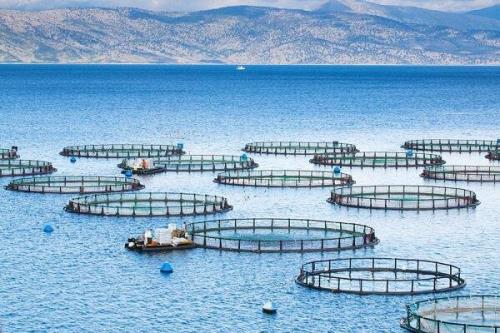 مشارکت دانش بنیانها برای اجرای پروژه هوشمندسازی مزارع پرورش ماهی