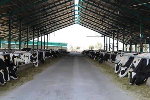 پرورش گاوهایی که ۲۰ برابر بیشتر شیر تولید می کنند