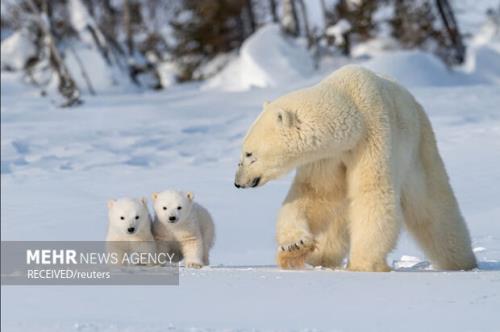 خرس قطبی الهام بخش تولید لباس های گرم