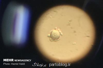 تأثیر كووید ۱۹ بر ناباروری ثابت نشده است