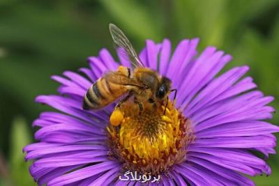 زهر زنبور عسل دارویی مؤثر برای درمان سرطان سینه